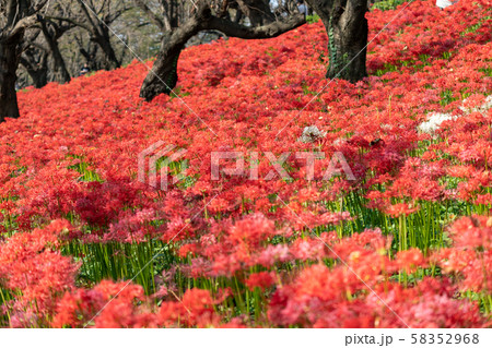 曼珠沙華 権現堂公園 埼玉県幸手市 曼珠沙華 権現堂公園 埼玉県幸手市 58352968
