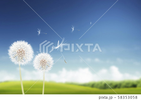 春 タンポポ胞子 タンポポ 58353058