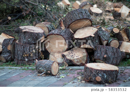 Fallen and sawn tree in the city. 58353532