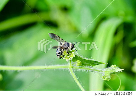ヒメハラナガツチバチ 58353804