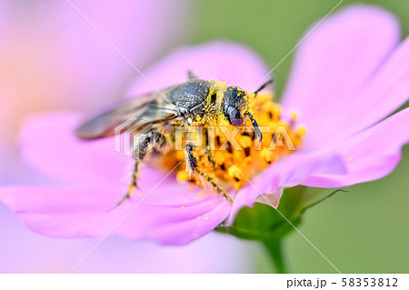 ヒメハラナガツチバチ 58353812