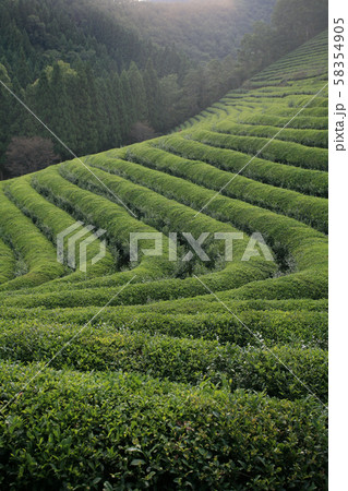 緑茶畑 緑茶 森 58354905
