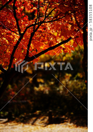 葉 木の葉 落葉 58355108