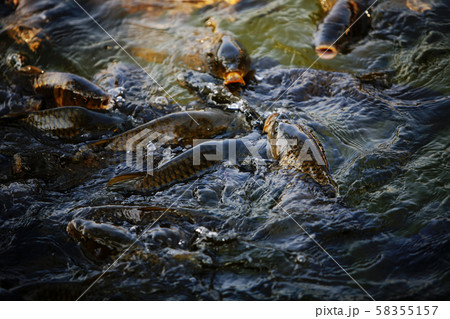 池 鯉 フナ 58355157