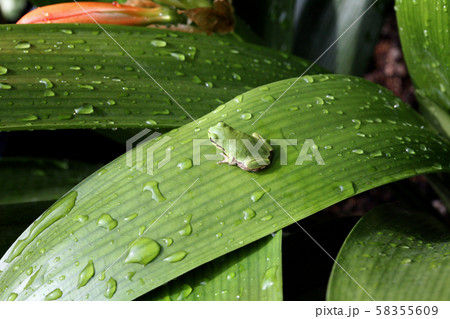 アマガエル にわか雨 カエル 58355609