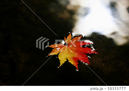 秋 カエデの葉 落葉 58355777