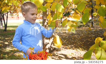 A child in the autumn Park plays and laughs merrily, he plays with yellow leaves and Rowan berries 58356275