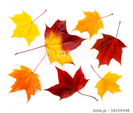 Set of autumn leaves on a white.The view of the 58356406