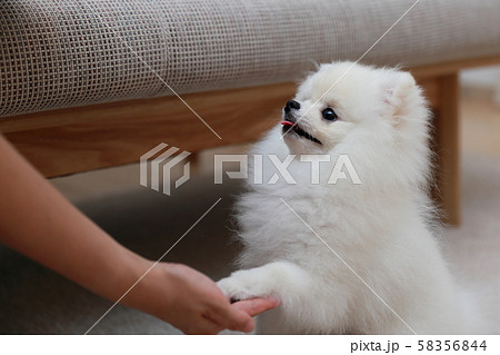 ポメラニアン しつけ (犬 ドッグ イヌ 生物 動物 血統書 仔犬 子供 ホワイト 白 血統 洋犬) 58356844