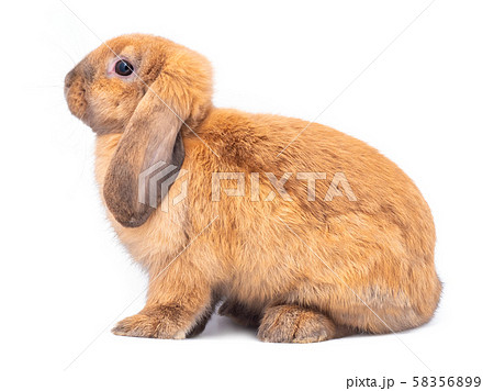 Brown holland lop rabbit sitting and the face upward isolated on white background. Side view of lovely rabbit sitting. Brown holland lop rabbit sitting and the face upward isolated on white background. Side view of lovely rabbit sitting. 58356899