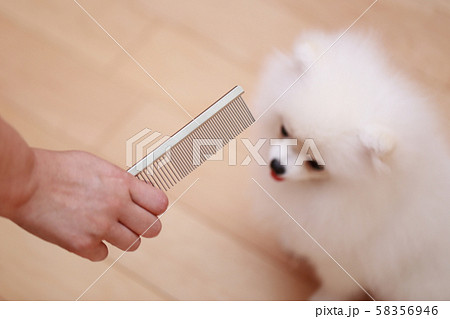 ブラッシング (猿期 犬 ドッグ イヌ 生物 血統書 仔犬 子供 ホワイト 白 子供 ポメラニアン) 58356946