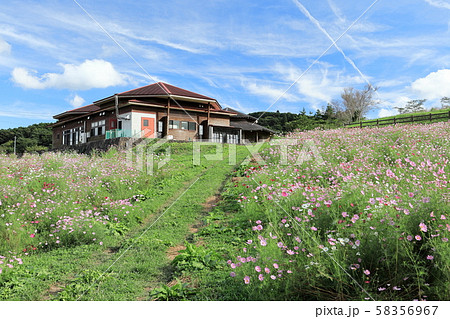 秋の上場高原　コスモス 58356967