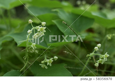 アレチウリ(荒れ地瓜) アレチウリ(荒れ地瓜) 58356970