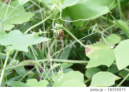 アレチウリ（荒れ地瓜） 58356975