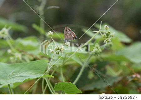 アレチウリ（荒れ地瓜） 58356977