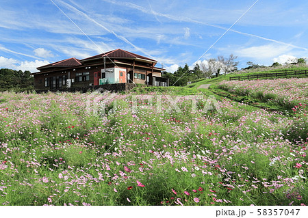 秋の上場高原 コスモス 秋の上場高原 コスモス 58357047