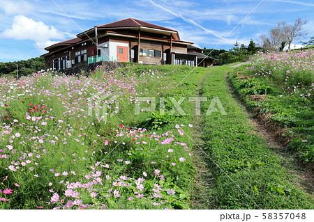 秋の上場高原　コスモス 58357048