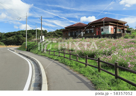 秋の上場高原　コスモス 58357052