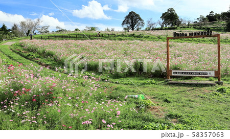 秋の上場高原　コスモス 58357063