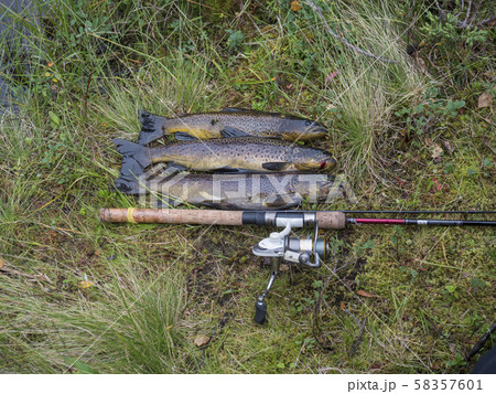 three big rainbow trout, fish displayed on grass with fly fishing rod. Fresh catch freshwater trout three big rainbow trout, fish displayed on grass with fly fishing rod. Fresh catch freshwater trout 58357601