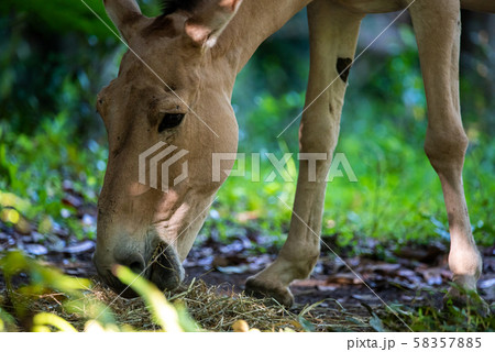 モウコノロバ  よこはま動物園ズーラシアより モウコノロバ  よこはま動物園ズーラシアより 58357885