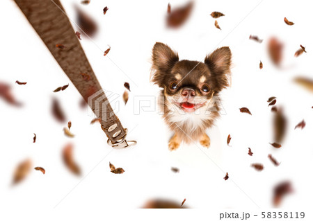 dog and owner with leash in fall autumn dog and owner with leash in fall autumn 58358119