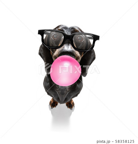 dog chewing bubble gum 58358125