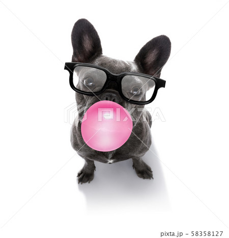 dog chewing bubble gum dog chewing bubble gum 58358127