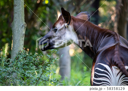 オカピのアップ　　よこはま動物園ズーラシアより 58358129
