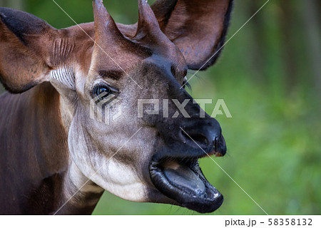 オカピのアップ よこはま動物園ズーラシアよりの写真素材