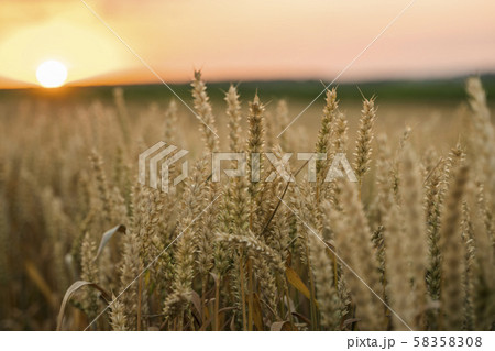 Wheat field. Golden ears of wheat on the field. Background of ripening ears of meadow wheat field Wheat field. Golden ears of wheat on the field. Background of ripening ears of meadow wheat field 58358308