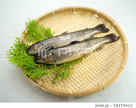 イワナ イワナ 58359412