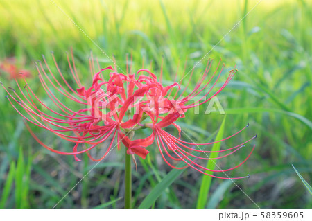 葛城一言主神社4816 葛城一言主神社4816 58359605