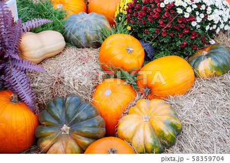 Pile of pumpkins sold at a market  for halloween. 58359704