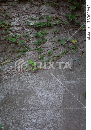 壁の植物 壁の植物 58360995