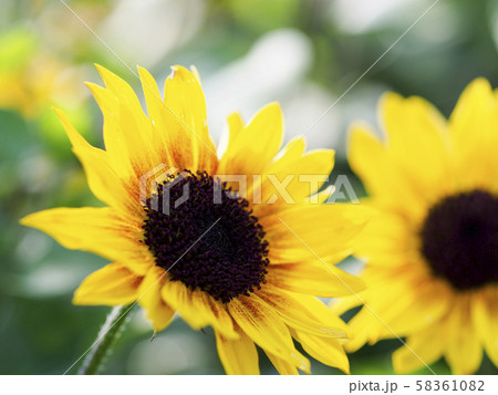 秋のミニひまわり アップ 秋のミニひまわり アップ 58361082