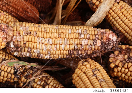 Corn cob heap on the ground Corn cob heap on the ground 58361484