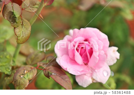 Beautiful rose in the tropical 58361488