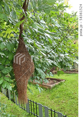 Bird nest in the nature 58361524