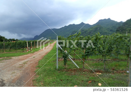 Street road in the vineyard 58361526
