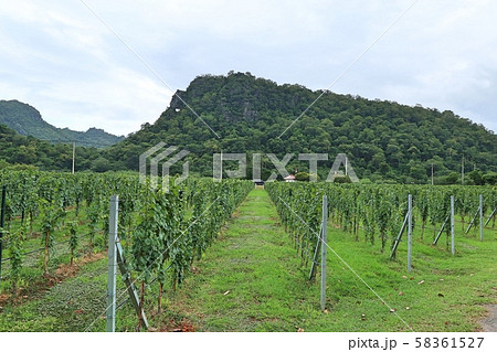 Street road in the vineyard 58361527