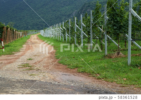 Street road in the vineyard Street road in the vineyard 58361528