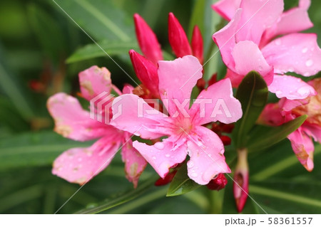 Pink flowers in the tropical Pink flowers in the tropical 58361557