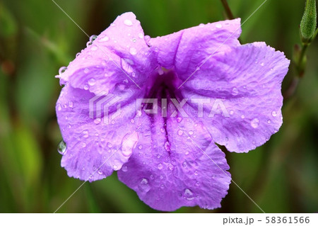Purple flowers in the tropical Purple flowers in the tropical 58361566