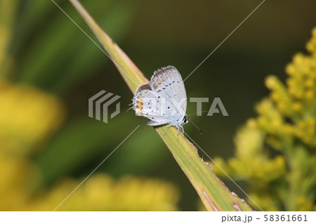 ツバメシジミ 58361661