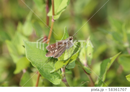 イチモンジセセリ 58361707