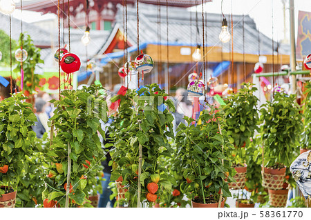 【浅草 浅草寺 ほおずき市】 【浅草 浅草寺 ほおずき市】 58361770