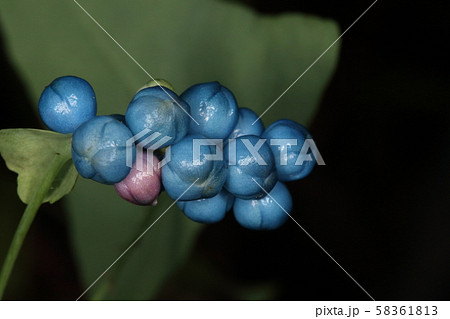 自然　植物　イシミカワ、十月初めの色付いた果実。じつは萼が肉厚になって痩果を包んだものだそうです 58361813