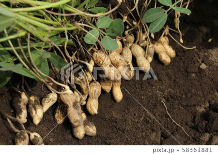 落花生の収穫 58361881