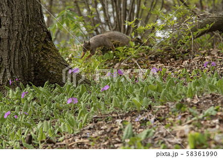 サクラソウの花園の上をジャンプするニホンリス 3 58361990